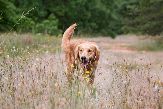 IMAGE: https://lh6.googleusercontent.com/-NJXg7FvG5-4/T6MbktL0WDI/AAAAAAAAAL8/mWv68GIOKQA/s640/IMG_6141.jpg