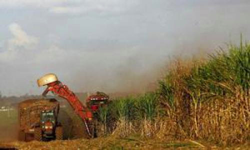 Biofuelwatch Burning Food Crops To Produce Biofuels Is A Crime Against Humanity