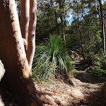 Walking towards Yanina Track on Kanning Walk (233613)