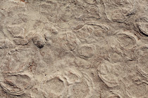 Sossusvlei textures