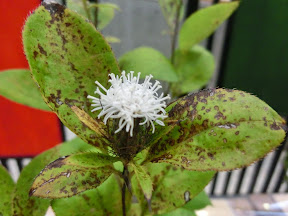朮 おけら をけら うけら これもきく科の花です 秋の山野草展 水戸市植物公園 フィットネス Lsd練習 木曜日 負荷 ６ ビバ つぶやき日記 Masamicchiのブログ 青い風 切って走れ あの島へ