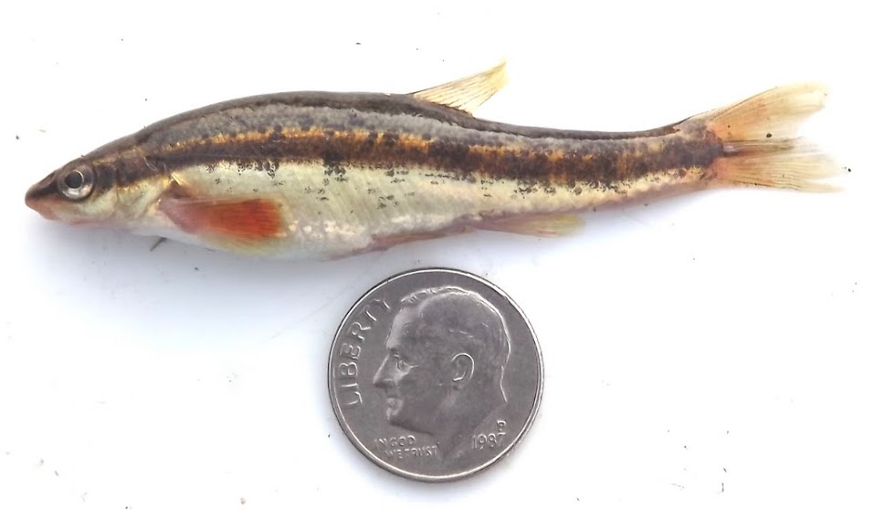 Minnow (?) ID Requested - Pond Boss Forum