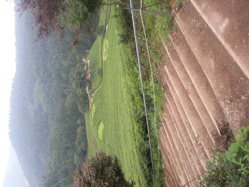보성다원농원