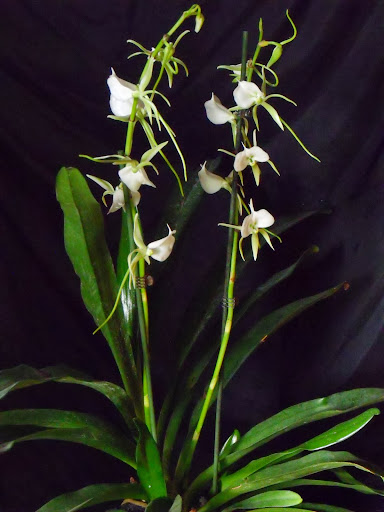 Angraecum eburneum Angraecum_eburneum_2013