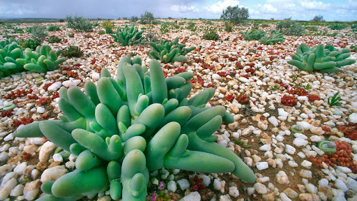 _Finger and Thumb_ Succulent Plant, South Africa.jpg