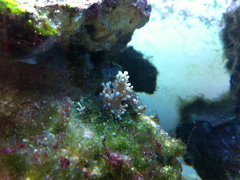 Capnella imbricata (Kenya Tree Coral) 2011_%2525206_16_10_12