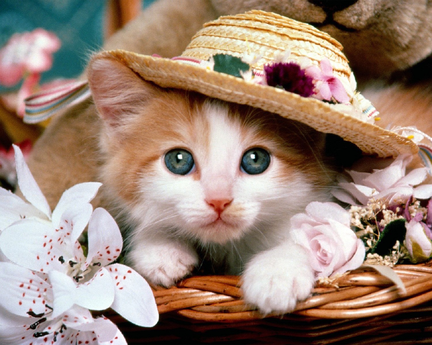 VIDEOS DE GATOS: Fotos de gatos bonitos y videos de gatos