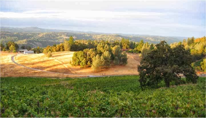 Main image of Holly's Hill Vineyards