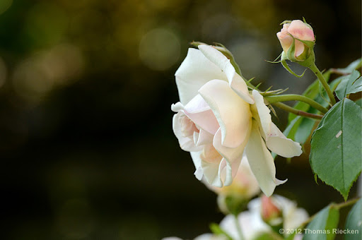 Beautiful Roses02