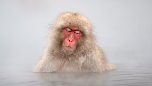 Japanese Macaque Monkey in Hot Springs, Jigokudani, Japan.jpg
