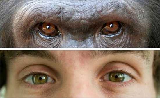 perbandingan simpanse dan manusia
