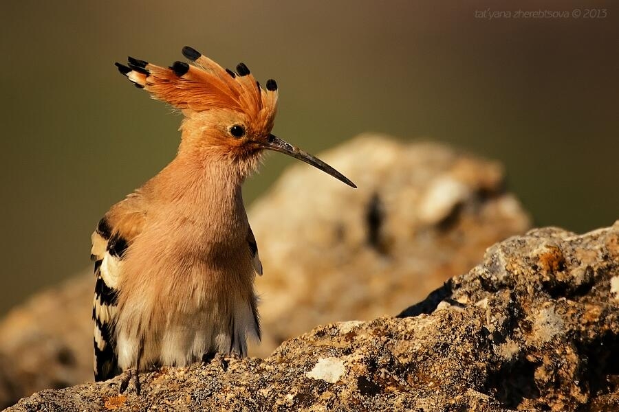 wildlife.crimea.ua