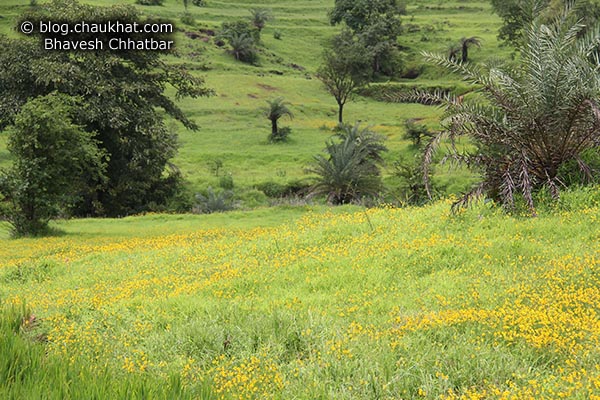 Beautiful yellow flower-bed of Bristly Smithia flowers [Smithia Setulosa, Motha Kawla, मोठा कवला]