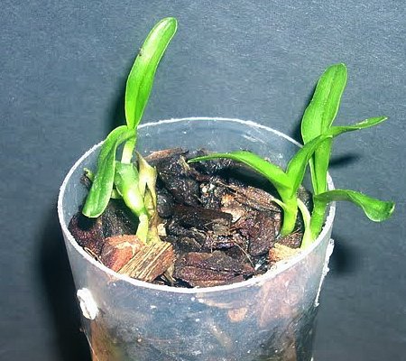 Sadzonki Epidendrum radicans DSCN5309