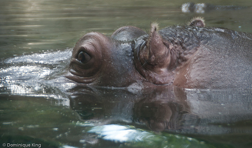 Hippo at the Toledo Zoo