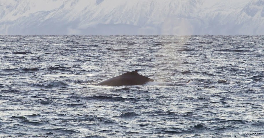 Winter in Norway: From Fiskenes, Andøya island. Killer whales swimming outside, not far away from land.