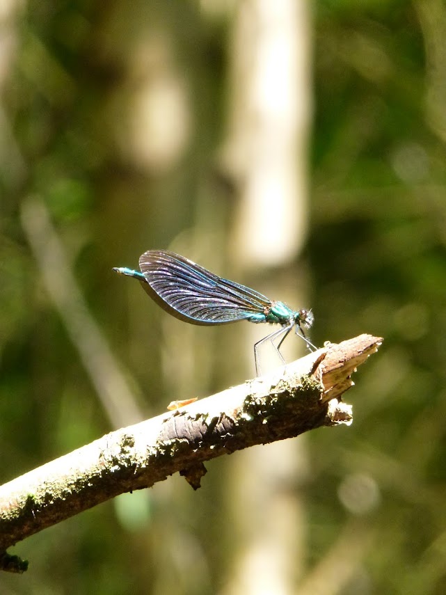 Dragonfly