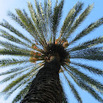 Barcelone: Plaza Real Barcelone: Plaza Real