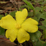 Hibbertia Flower on German Point Rd in the Watagans (321659)