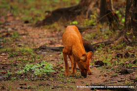 Wild Dog at Nagarhole...following the scent trail