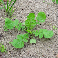 Raphanus raphanistrum - Rzodkiew świrzepa pokrój młodej rośliny