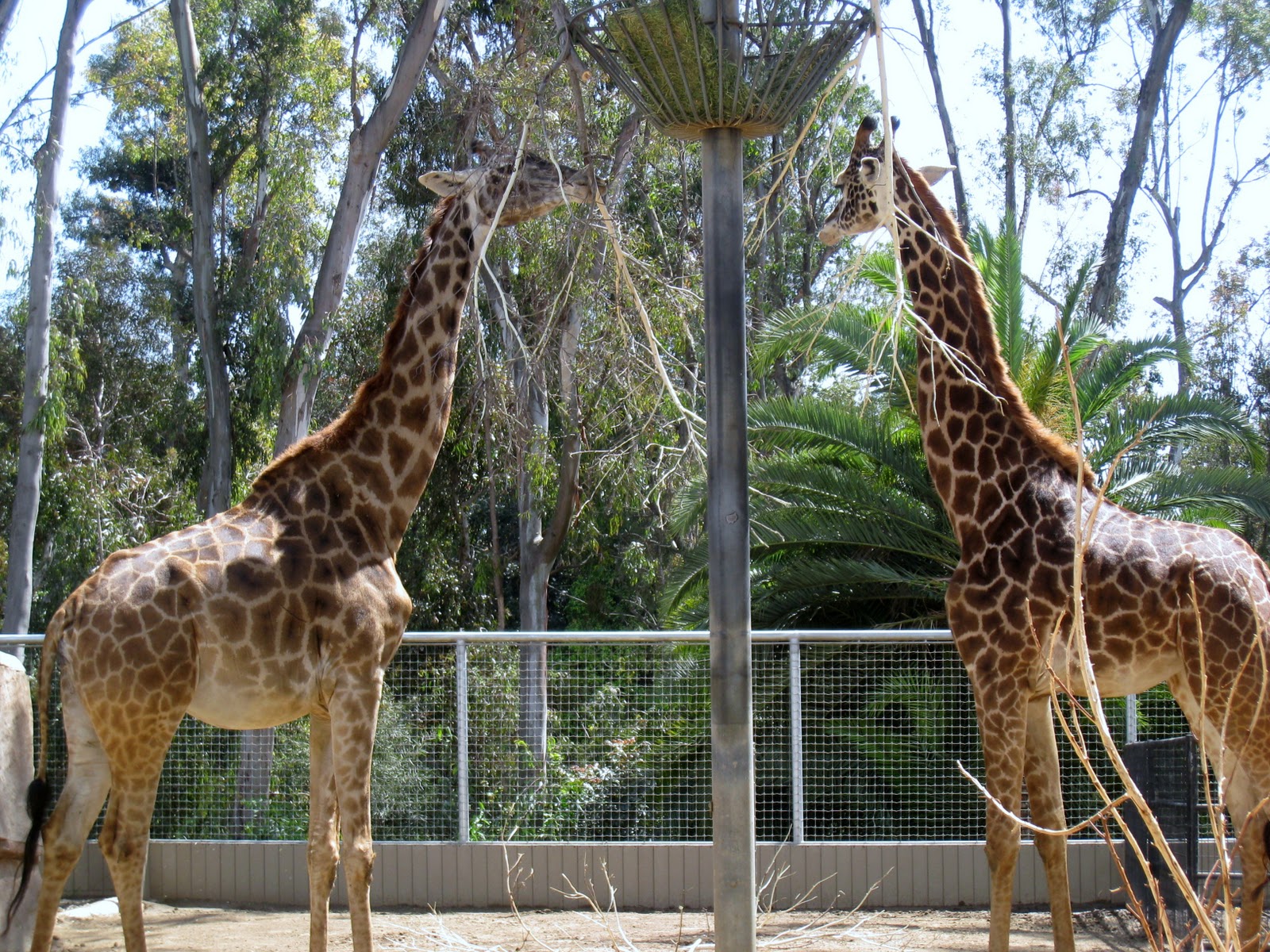 Him + Her = Home: Love from San Diego, Zoo Day...