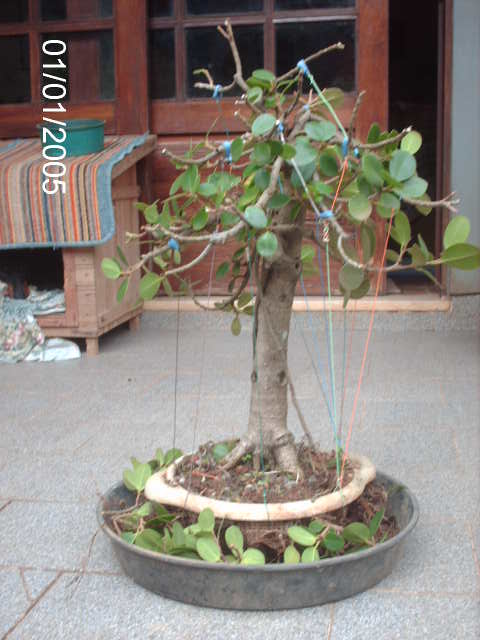 Ficus Panda pra futuro proximo.... PICT0735