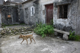 dog in Hetoupu, Zhuhai, China