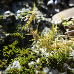 Moss growing on the Granite (282920)