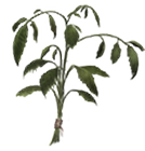 dried-nettles.png