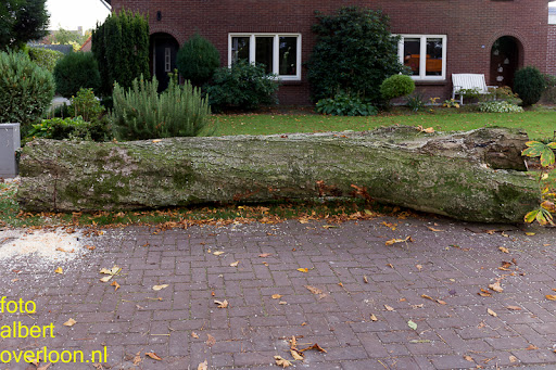 Bomen gekapt Museumlaan in overloon 20-10-2014 (35).jpg