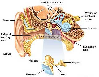 Sleep and Neurology: Tinnitus 101: A Basic Introduction