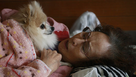 Japanese Pet Store Owner Caring for 120 Dogs