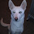 Josh Surfus avatar image