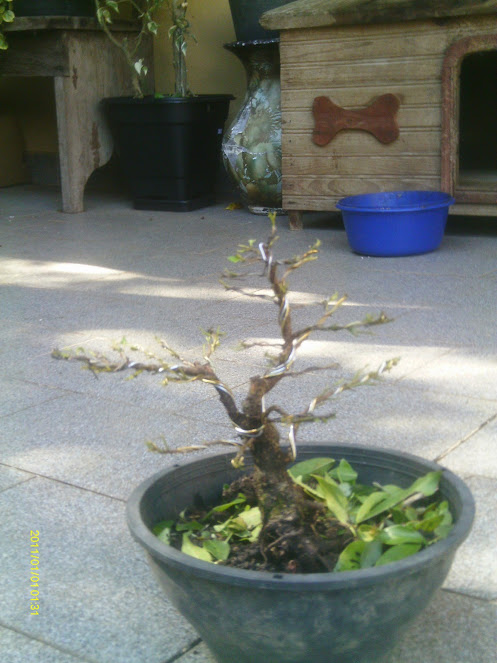 Ficus Retusa 23 cmts. ... IMAG0111