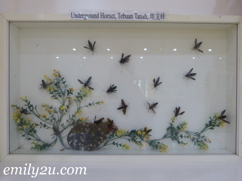 bee museum Malacca