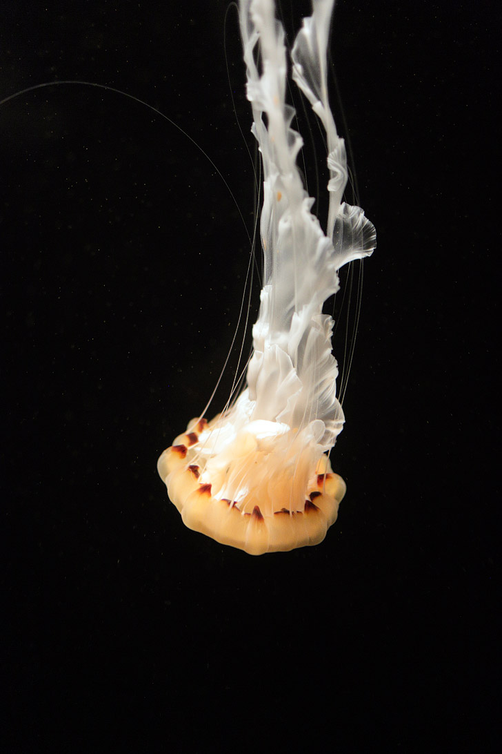 Indonesian Sea Nettles {Click through to see more images of jellyfish}.