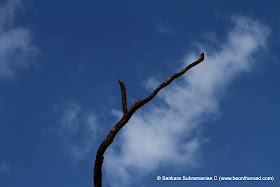 Solitary tree branch against a soft blue mountain sky