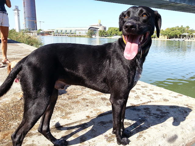 *ADOPTADO!!! Bobbo (mayo 2013), X labrador en adopcion. Plataforma Nala Sevilla (PE) 20140831_112341