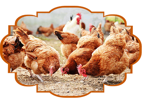 M.M Chicken Shop, Prop :- Zakri M.D, D.No:- 17-2-83, Alli Nagar Road, Anandapet, Guntur, Andhra Pradesh 522003, India, Poultry_Farm, state AP