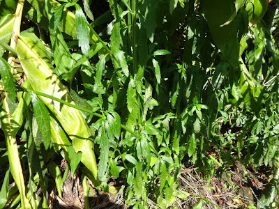 Verbena sp.