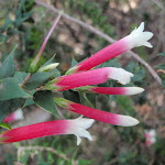 Fuchsia Heath (Epacris Longiflora) (253049)
