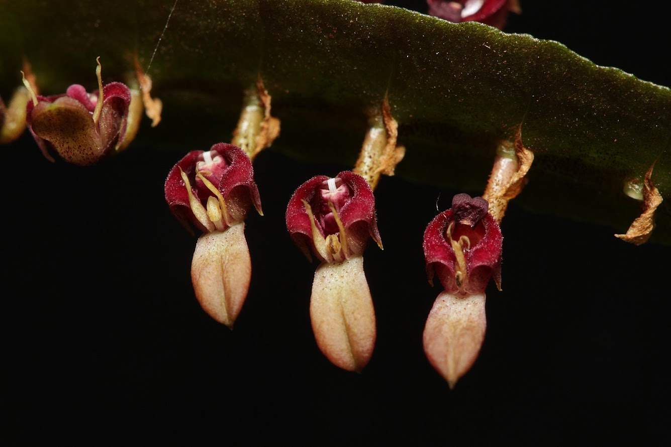 Bulbophyllum falcatum IMG_2934+%2528copie%2529