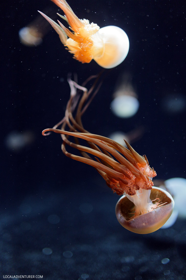 Flame Jellyfish (rhopilema esculentum) // 13 Remarkable Species of Jellyfish at the Monterey Bay Aq.