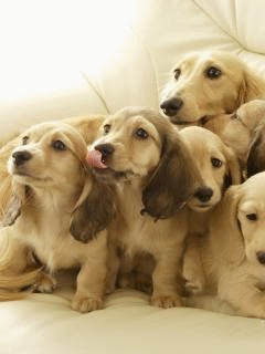 Gif de cachorro Gif de cachorro