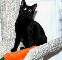 Velvet, the black cat who broke the spell of grief Velvet