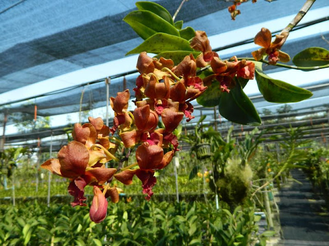 Орхидеи и прочая красота на о. Пхукет - Страница 17 DSCN0232