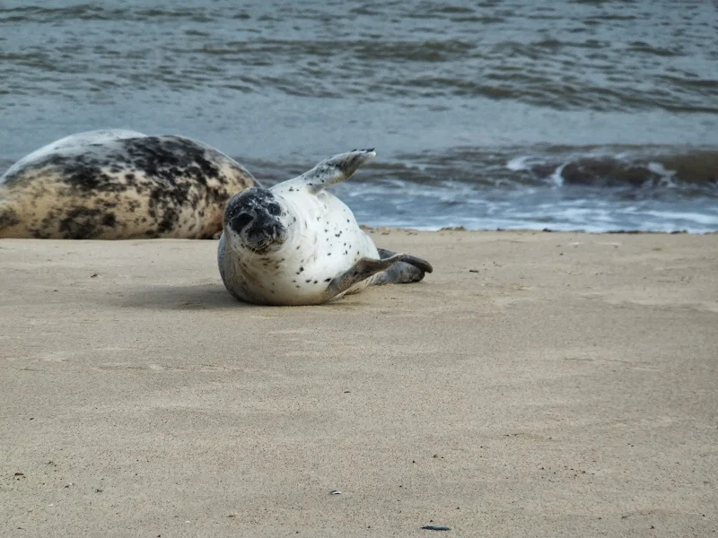 Posing seals