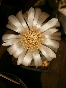 Gymnocalycium - Page 4 P6200188