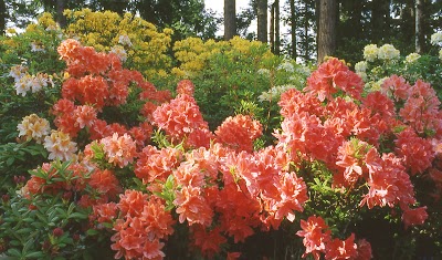 Photos of Milner Gardens & Woodland - Vancouver Island University
